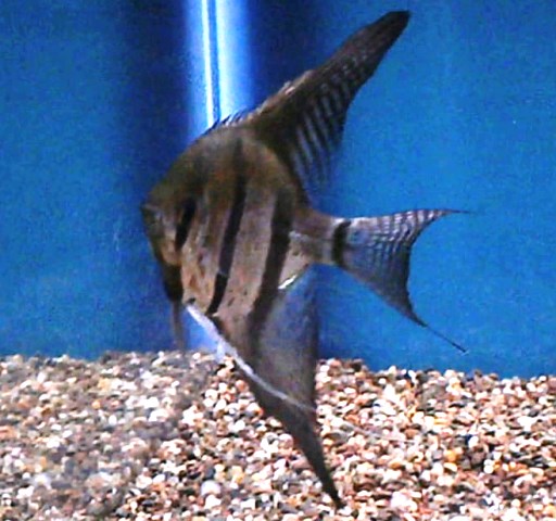 Angelfish - Black Tiger - Large